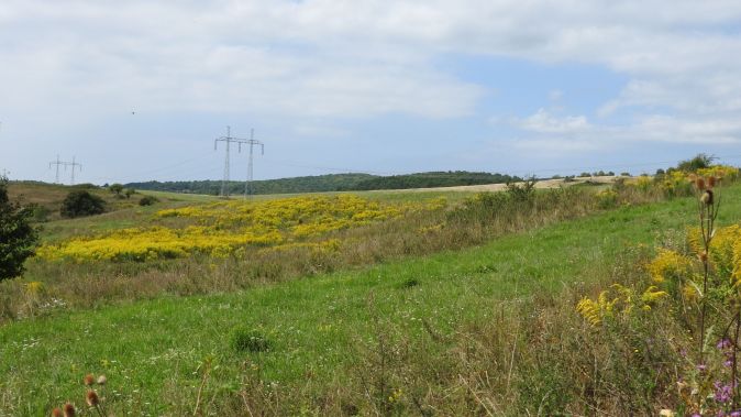 Zlatobyľ kanadská 1 